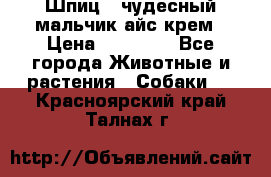 Шпиц - чудесный мальчик айс-крем › Цена ­ 20 000 - Все города Животные и растения » Собаки   . Красноярский край,Талнах г.